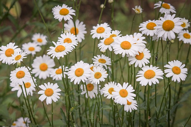 マーガレットの花畑