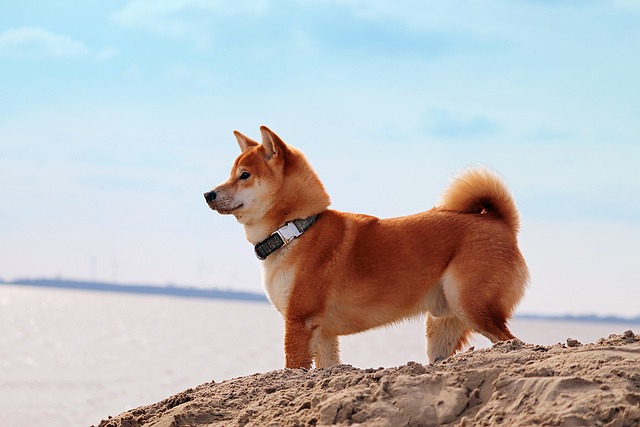 海を眺める犬