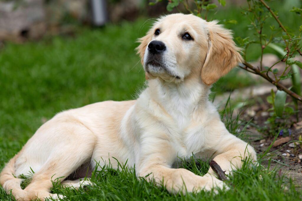 振り向く子犬