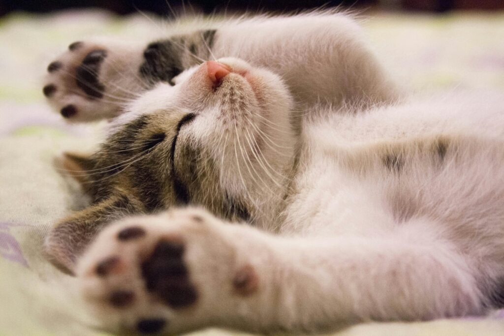 寝転ぶ猫