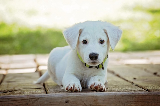 佇む子犬