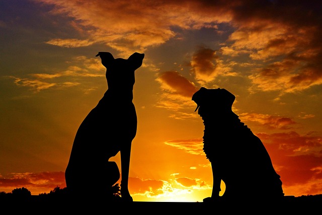 夕焼け空を見つめる犬親子
