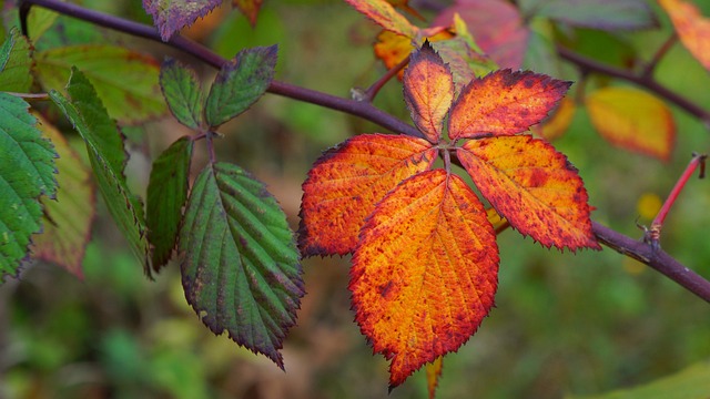 紅葉した葉