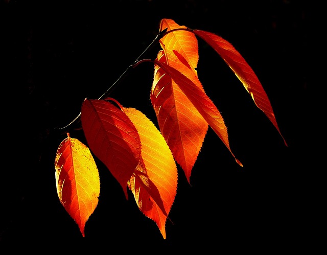 紅葉した葉