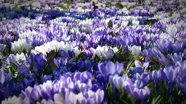 クロッカスの花畑