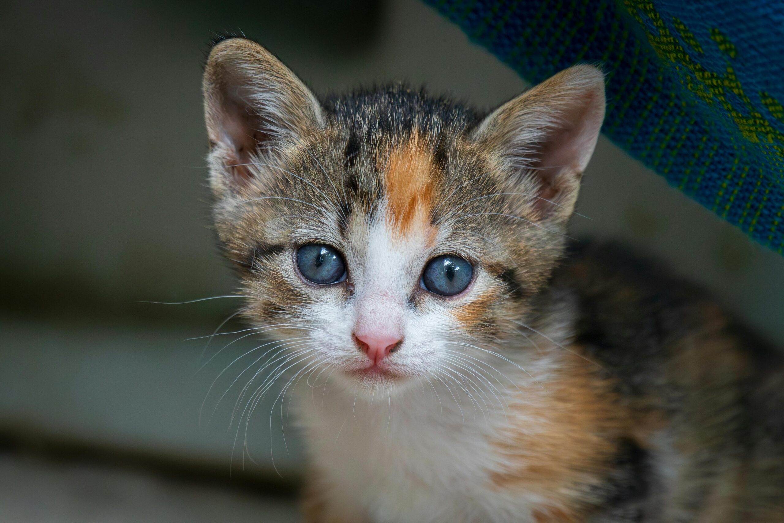 子猫