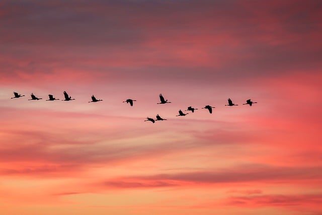 夕日と渡り鳥